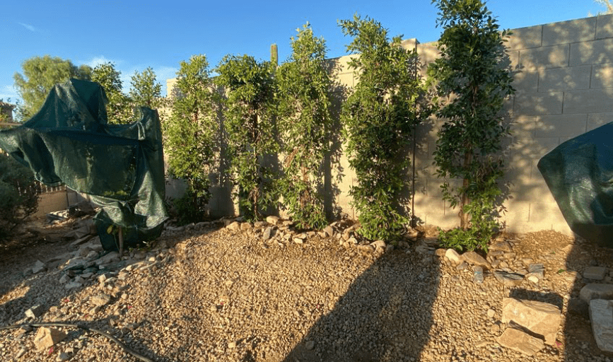 TREE SERVICES