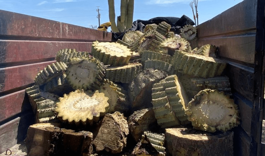 YARD CLEANUP
